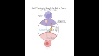 SLAMF7 Activating Natural Killer Cells for Potent AntiCancer Responses [upl. by Nasus]