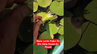 Mata Laxmi Pujan Ke Din Khile Terrace Garden Me Kamal Ke Phool  siddhilaxmistotram laxmipuja [upl. by Torr]