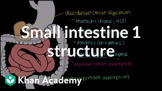 Small intestine 1 Structure  Gastrointestinal system physiology  NCLEXRN  Khan Academy [upl. by Karylin44]