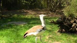 Kori Bustard Ardeotis kori  Riesentrappe 2 [upl. by Sarkaria346]