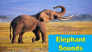 🐘 Elephant Sounds [upl. by Barlow133]