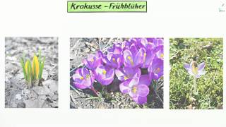 Die verschiedenen Krokusarten  Biologie  Biologie der Pflanzen und Pilze Mittelstufe [upl. by Taylor]