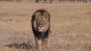 Cecil  Africa Lion King [upl. by Ellora701]