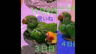 コガネメキシコインコ🦜オオハナインコ🦜太陽🩵豪🦜お迎え１日目〜１週間🦜2024年11月6日迄🦜 [upl. by Thornton]