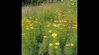 Threadleaf Coreopsis [upl. by Uah]