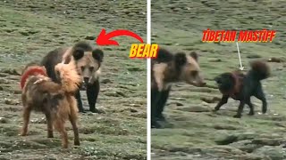 Tibetan Mastiff attacks Bear dog Central Asian Shepherd Dog Vs Bear2022 [upl. by Pinzler]