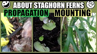 HOW TO PROPAGATE amp MOUNT  STAGHORN FERN RABBITS FOOT FERN BROMELIADS  Propagate With Me [upl. by Ahsiak991]