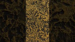 Black and yellow texture design👍🔥 shorts trendingshorts trending painting walldesign paint [upl. by Ahto407]