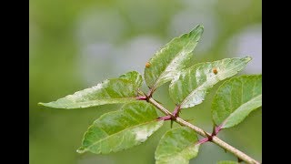 Southern prickly ash [upl. by Lalita46]