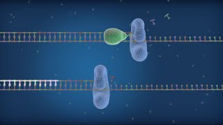 HighProcessivity Sso7d Fusion Polymerase Improves qPCR Results [upl. by Ytissahc489]