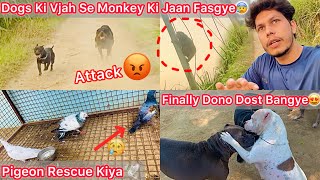 Khet Mai Achanak Dogs K Samne Monkey Aagya😰Dogs Attack😡Pigeon Rescue Kiya Udta Hua🕊️Jora Coco Dost🔥 [upl. by Anirres]