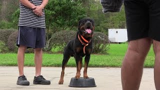 The Crushing Bite Power of Rottweilers [upl. by Alletsyrc]