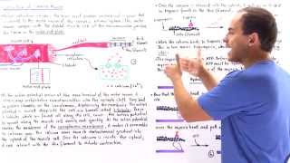 Contraction of Skeletal Muscle [upl. by Otter]