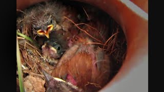 Bewicks Wren in Nest with Chicks  Austin Texas [upl. by Remmos]