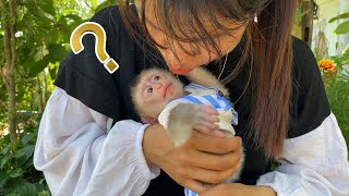 ZIM monkeys funny expression when petted by her mom  Zim Family [upl. by Ayerf666]