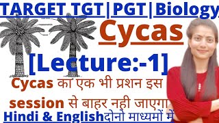 U P TGTPGT BiologyCycasFull lacturemost important pointsLTgrade biologyGIC biology [upl. by Dorsman]