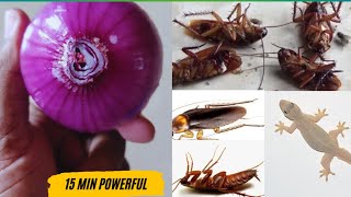 ❤️ Home Remedies to Get Rid of Cockroaches in Your House ❤️ [upl. by Pollock]