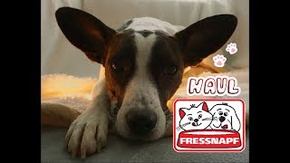 Fressnapf Haul  shoppen für den Hund [upl. by Ergener]