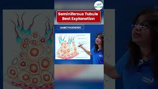 Seminiferous Tubule Best Explanation  NEET Zoology  Shorts  InfinityLearnNEET [upl. by Kreis]