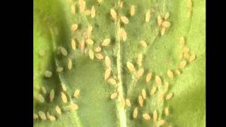 Aphids responding to alarm pheromone [upl. by Aihsetel]