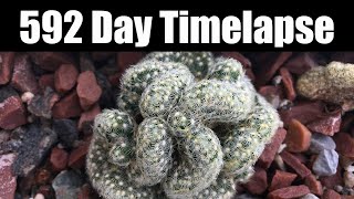 Mammillaria elongata Cristata 592 Day Timelapse [upl. by Nawed]