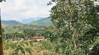 2 ACRES OF COFFEE PLANTATION RECORDS 75 CENTS FOR SALE IN COORG ₹ 30 LAKHS ONLY CALL 94838 75313 [upl. by Ytteb]