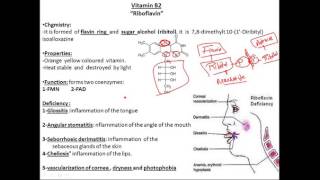 biochemistry vitamins B2 riboflavin فيتامين بايوكيميستري [upl. by Joashus]