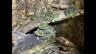 Vietnamese Mossy Frog rehouse and build  time for a new enclosure [upl. by Haduj]