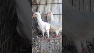 White tennis kabutar breeder pair Man Dogars Pigeons kabootar ko stock like and subscribe good ❤️🥰 [upl. by Elmaleh]