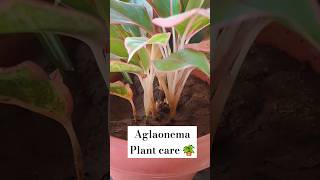 Aglaonema plant care aglaonemaplantcare plants gardening indoorplantsathome indoorplanting [upl. by Nirot20]