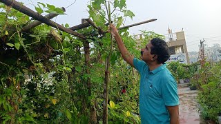 ఇంత చిన్న చెట్టుకు ములక్కాయలువంకాయలు 🍅🍅 టొమాటోలు  vegetables harvest in Telugu skylabsworld [upl. by Anerok]