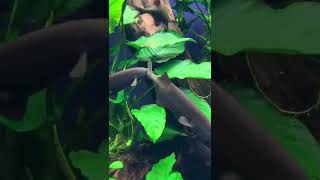 Elephant Nose Fish short fish beautiful animals [upl. by Ardnatal]