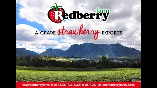 AGrade Strawberry Exports [upl. by Aihtennek565]