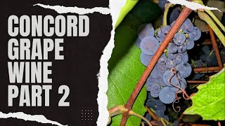 How To Make Concord Grape Wine Part 2 [upl. by Salvadore243]