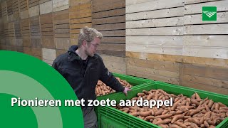 Pionieren met zoete aardappel [upl. by Baldridge923]