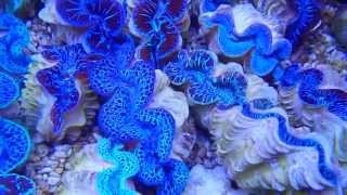 Tridacna Maxima Blau amp Ultra Color [upl. by Rankin]