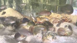 Multis Neolamprologus multifasciatus smallest of the African cichlids [upl. by Powell]