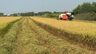 Viet Nam  Rice Harvesting  The Final Step [upl. by Derdlim630]