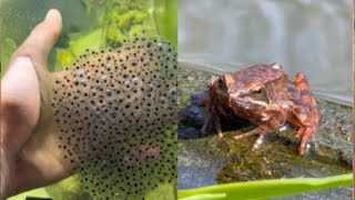 Mini frog army from egg to adult frog in 6 months [upl. by Hiro]