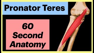 Pronator Teres 60 second Anatomy Shorts Anatomy MedicalStudent [upl. by Aniweta]