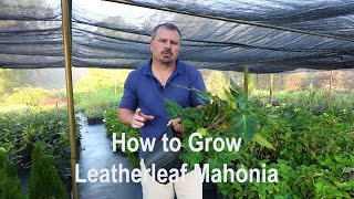 How to grow Leatherleaf Mahonia Mahonia Bealei with detailed description [upl. by Pinto]