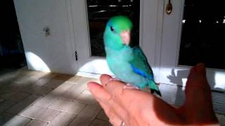 Kermit Turquoise Male Parrotlet [upl. by Anatak241]