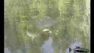 Northern Pike Eats A Bass Fishing [upl. by Berne]