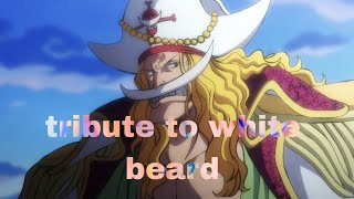 AMV khaleja x white beard onepiece [upl. by Eirffej428]