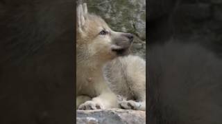 Adorable Wolf Puppy Opens Their Eyes For The First Time shorts wolf education wildlife [upl. by Ariana671]