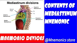 The contents of mediastinums and their mnemonics [upl. by Elberfeld412]