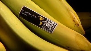 Denmark cocaine in the bananas  again [upl. by Oivatco]