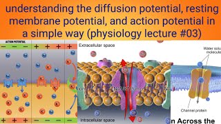 resting membrane potential physiology lecture 3 [upl. by Afas]