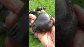 Shaligram sri surya varaha shaligram  shila gandaki river shaligram 💐💐 shorts short shortsfeed [upl. by Eintruoc102]