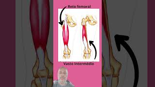 Músculo Quadríceps Femoral [upl. by Yecaj]